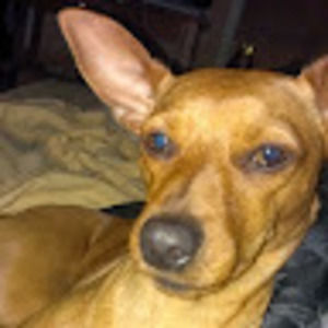 Meet your Posher, Elizabeth